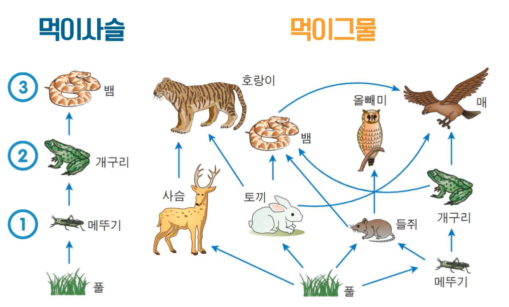 먹이사슬과 먹이그물 비교 그림